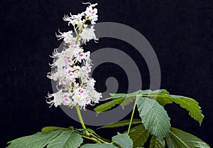 Horse-chestnut (Aesculus hippocastanum, Conker tree) flowers and