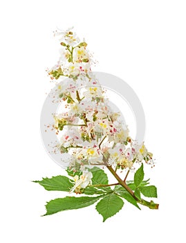 Horse-chestnut (Aesculus hippocastanum, Conker tree) flowers iso