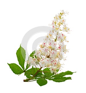 Horse-chestnut Aesculus hippocastanum, Conker tree flowers iso