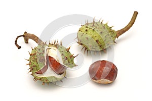 Horse chestnut Aesculus L., fruit