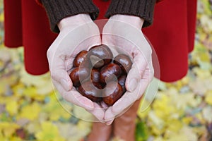 Horse-chestnut Aesculus in woman hands. Fresh chestnuts harvest in hands