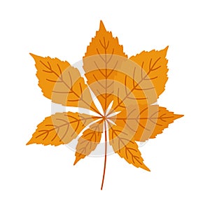 Horse chestnut autumn leaf on white background, vector