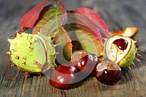 Horse Chestnut with autumn leaves.