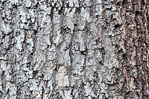 Horse Chestnut Bark