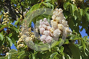 horse chestnut baumannii, inflorescences and leaves