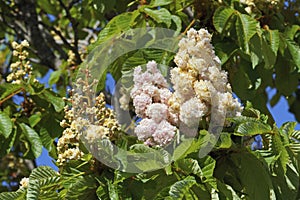 horse chestnut baumannii, inflorescences and leaves photo