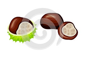 Horse Chestnut Brown Fruit in Green Spiky Capsule Shell Vector Illustration