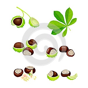 Horse Chestnut Brown Fruit and Green Spiky Capsule Shell Vector Set