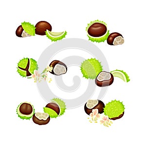 Horse Chestnut Brown Fruit and Green Spiky Capsule Shell Vector Set