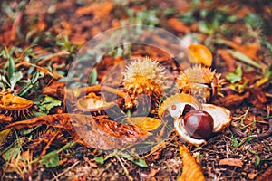 Horse chestnut buckeye conker outside in the wood