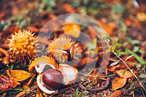 Horse chestnut buckeye conker outside in the wood