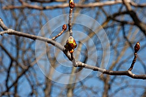 Horse chestnut bud on a branch