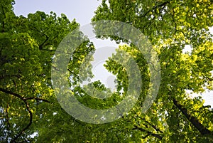 Horse-chestnut chestnut tree treetop seen from below view perspective sun bright green leaves leaf