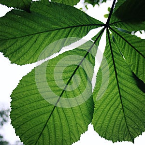 Horse-chestnut or Conker tree (Aesculus hippocastanum) leaf.