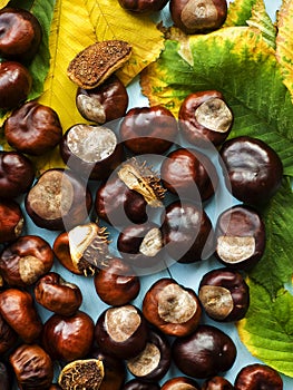 Horse chestnut conkers