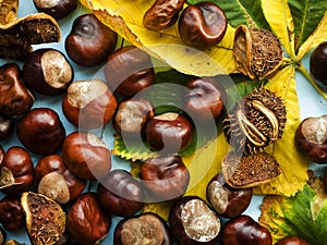 Horse chestnut conkers