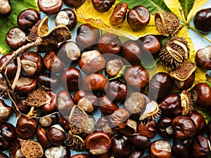 Horse chestnut conkers