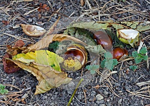 Horse Chestnut Conkers, Leaves and Husks