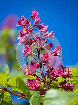 Horse Chestnut flower