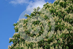Horse chestnut flower