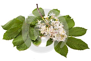 Horse-chestnut flowers and leaf