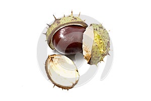 Horse chestnut fruit on white background