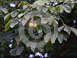 Horse chestnut with leaf blotch