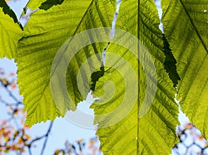 Horse chestnut leaf illuminated with a bright green foliage