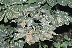 Horse-chestnut Leaf Miner