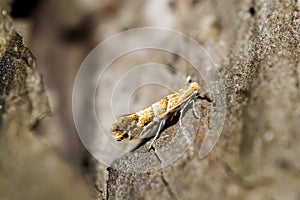 Horse Chestnut Leaf Miner