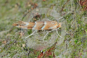 The horse-chestnut leaf miner Cameraria ohridella is a leaf-mining moth of the Gracillariidae family. Moth on bark.