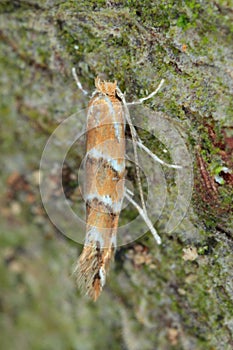 The horse-chestnut leaf miner Cameraria ohridella is a leaf-mining moth of the Gracillariidae family. Moth on bark.