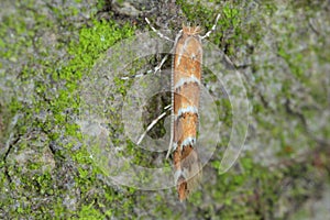 The horse-chestnut leaf miner Cameraria ohridella is a leaf-mining moth of the Gracillariidae family. Moth on bark.