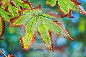 Horse chestnut leaves begin to dry and curl at edges due to heat and drought. The color of leaf changes smoothly from green to