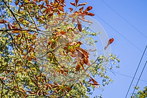 Horse chestnut leaves begin to dry and curl at edges due to heat and drought. The color of leaf changes smoothly from green to