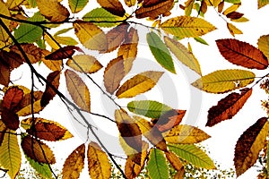 Horse Chestnut leaves, Pamber Forest, Hampshire, UK