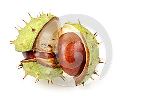 Horse chestnut in opened natural shell