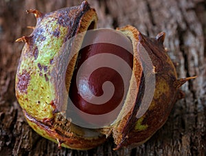 Horse Chestnut opening, also known as a conker in the UK
