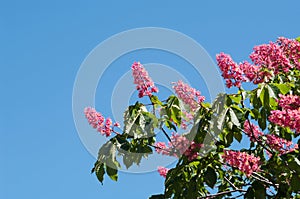 Horse chestnut pink flowers