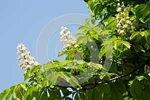 Horse Chestnut Seed