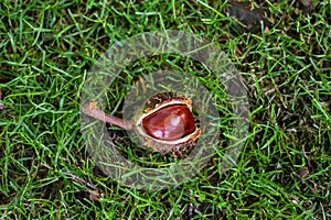 Horse chestnut seed in case