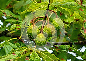 Horse Chestnut seed husks - Aesculus hippocastanum photo