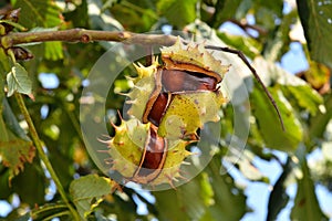 Horse chestnut tree