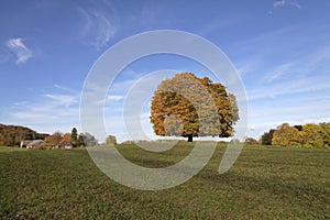 Horse chestnut tree (Aesculus hippocastanum) Conker tree in autumn, Lengerich, North Rhine-Westphalia, Germany