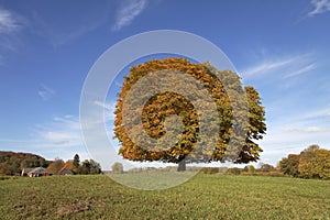 Horse chestnut tree (Aesculus hippocastanum) Conker tree in autumn, Lengerich, North Rhine-Westphalia, Germany