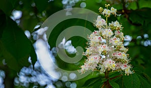 Horse chestnut tree Aesculus hippocastanum, Conker tree with blooming flowers. White candles of flowering horse-chestnut