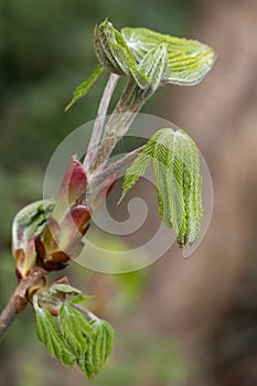 Horse Chestnut tree bursting with new growth