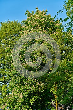 Horse Chestnut Tree in Flower conker tree