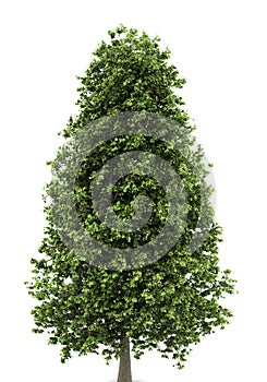 Horse chestnut tree isolated on white