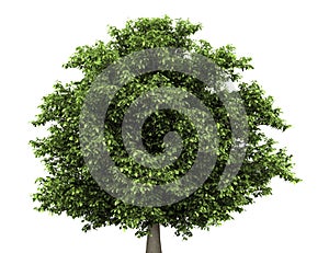 Horse chestnut tree isolated on white